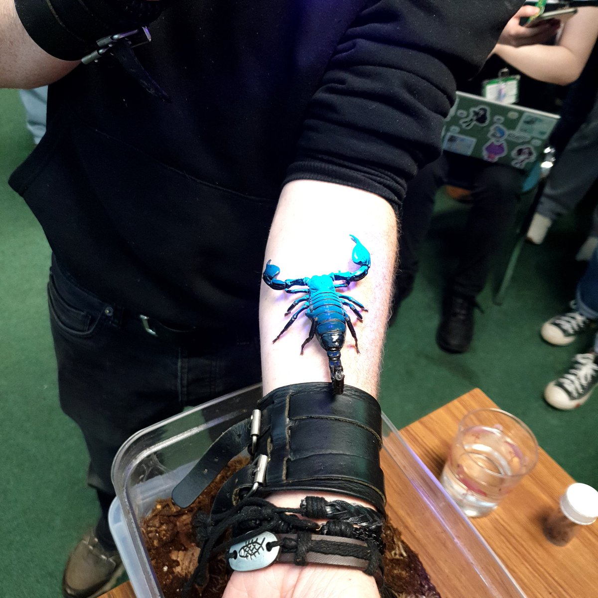 Always a pleasure to have a visit from @collieennis and his beautiful arthropods. This one even managed to sneak its way into my Entomology course, and happily, because look how cool it is! 🤩