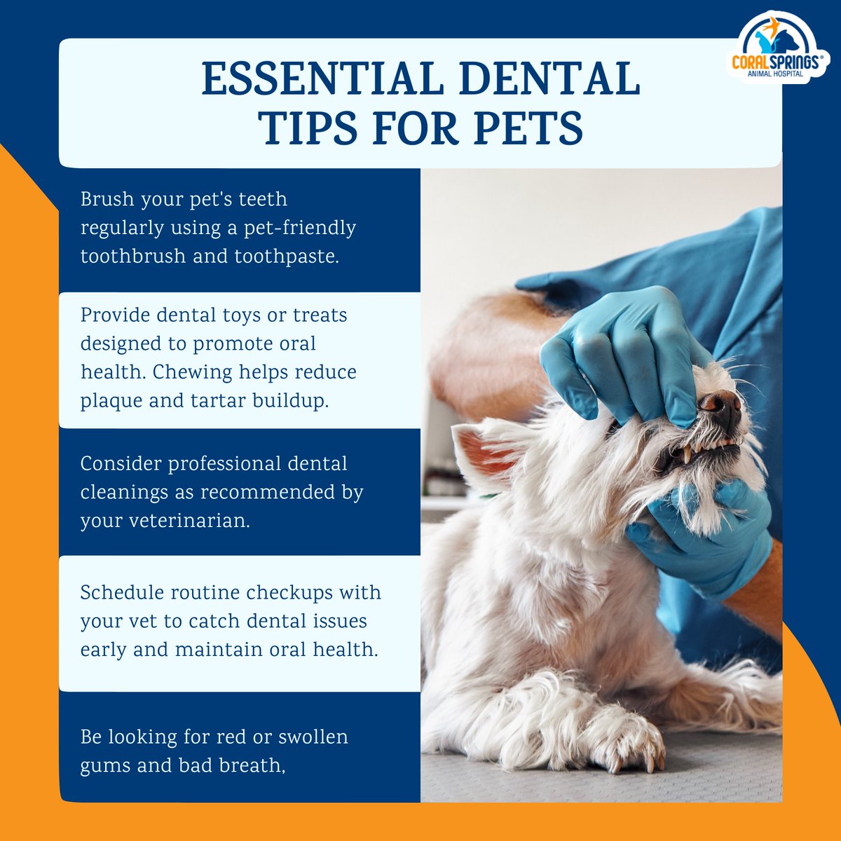 CSAnimalHosp's tweet image. A little care goes a long way in ensuring your pet&apos;s dental well-being! 😁🐶🐱 Here are five essential dental tips for your furry friends. #PetDentalHealthMonth #DentalTipsForPets