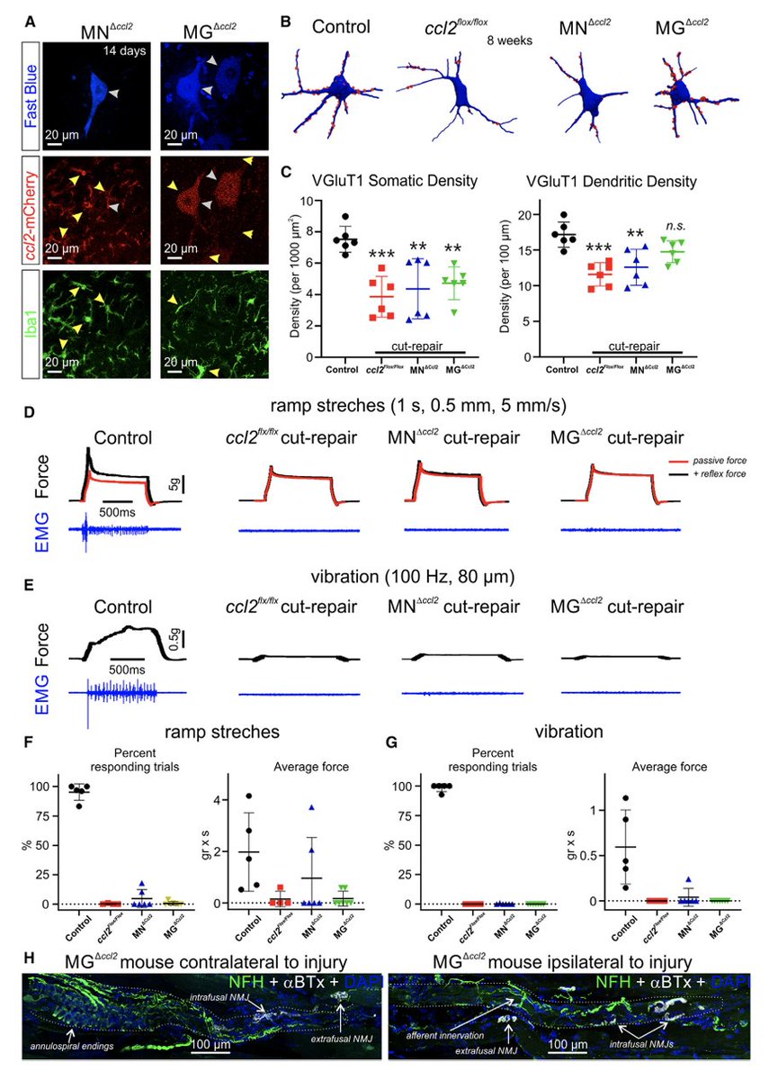 Emory Alvarez Lab tweet media