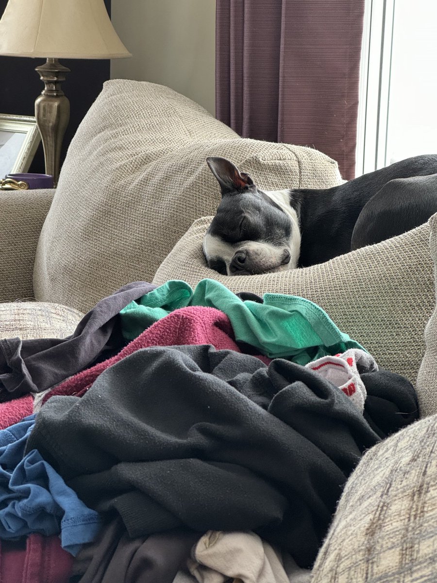 Look at her! Hove off! Not at all bothered by the pile of clean laundry waiting to be folded. 
#itsadogslife