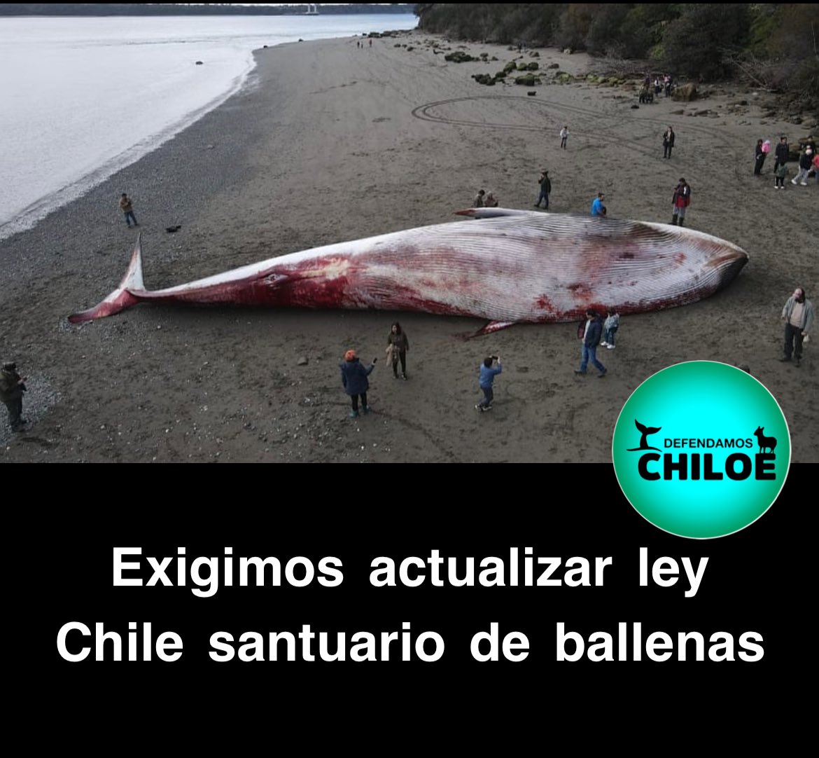 En este Día Mundial De Las Ballenas , recordamos a las ministra Maisa Rojas que tenemos pendiente dotar de herramientas a la ley 20.293 que crea Chile Santuario de Ballenas .

La ley fue promulgada por M Bachelet el 2008 y no cuenta con reglamento ni presupuesto .

Basta de LEYES
