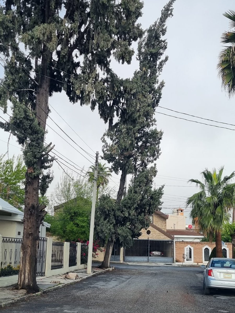 sergioalain's tweet photo. @CICsal está un árbol ya por caer sostenido por cables de luz y teléfono en la esquina de Mariano Narváez y Dr. Juan Pablo Rodríguez Galindo Col.Los doctores , teléfono de la policía ambiental no contesta https://t.co/KQrU7aSoGv