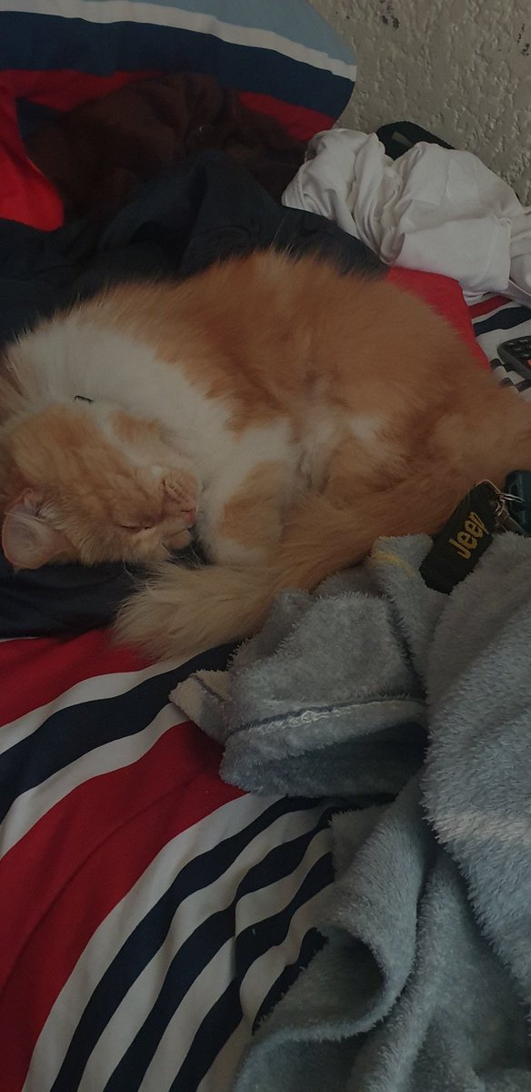 tacococoM's tweet photo. @IamaB0B Happy birthday bob, have a cat pic https://t.co/pmTcp6qJyV