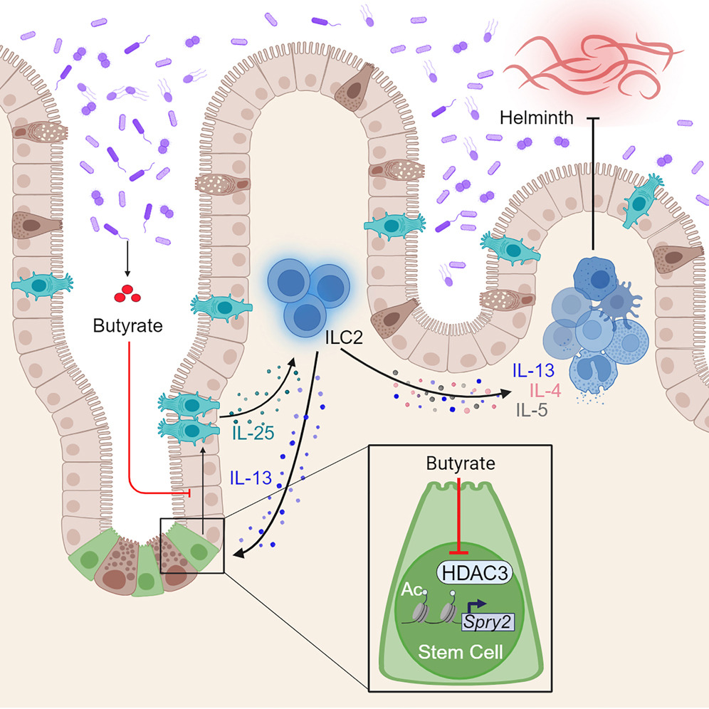 Featured on our latest episode: The <a href="/AlenghatLab/">Theresa Alenghat</a> found that #butyrate controls tuft cell dynamics through histone deacetylase 3.

Learn more about the connection with #Type2Immunity in the <a href="/ImmunityCP/">Immunity</a> paper: bit.ly/3SywMbS

Listen to the episode: bit.ly/3SvX2DK