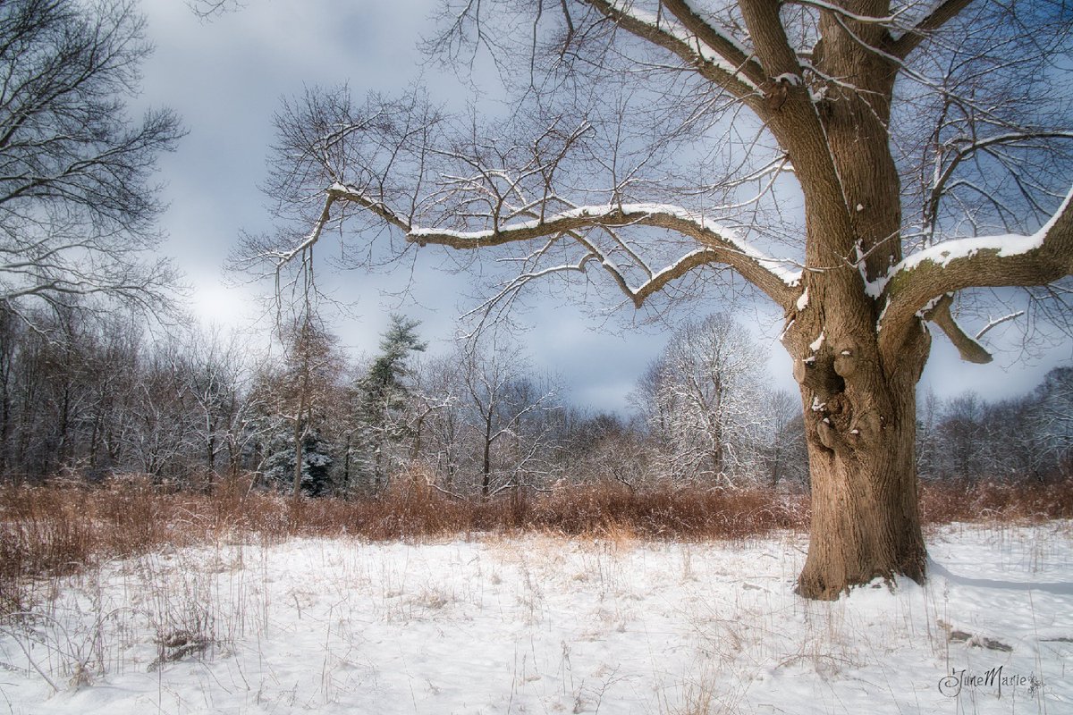 Winter Time 
#naturephotography #nature #photographer #winter #scenic #NewYork
#westchestercounty #photography #landscape #photographyisart #photographylovers @Jayheritage #JayHeritageCenter #RyeNY #trees #nature #snow