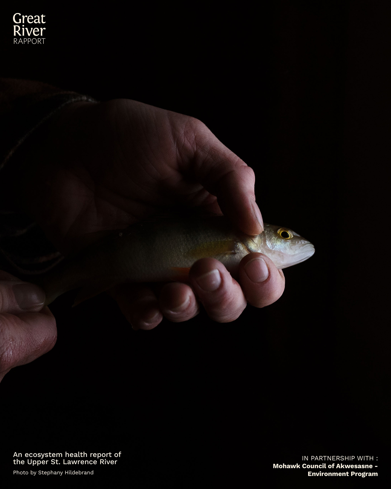 River Institute on X: Yellow Perch make up between 40%-70% of the