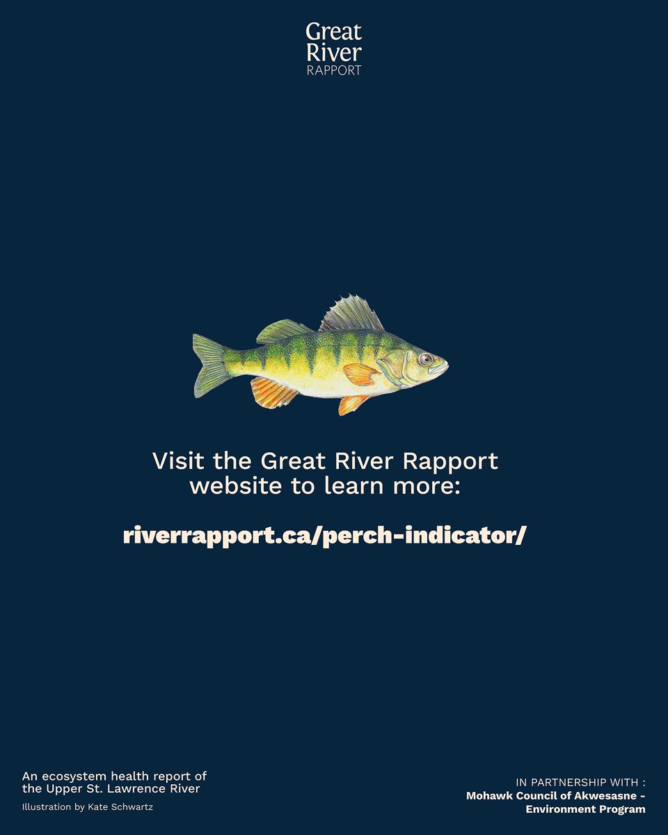 Yellow Perch make up between 40%-70% of the total fish population (excluding small fish such as minnows) and play an important role in the food web as prey for species such as Walleye (locally known as Pickerel).
For more information👉 riverrapport.ca/perch-indicato…