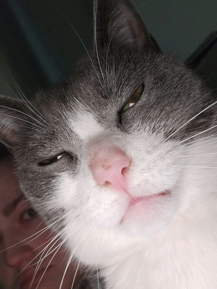 _ViralCats_'s tweet photo. Just accidentally took the scariest picture ever. 😳
Photo by Rain Willow.
#CatsOfTwitter #CatsLover #cats #cat #meancat #crazycats #kitty #funnycats #pets #kitty #ViralCats #nocontextcats #ShouldHaveCat https://t.co/d6cltCkSMl