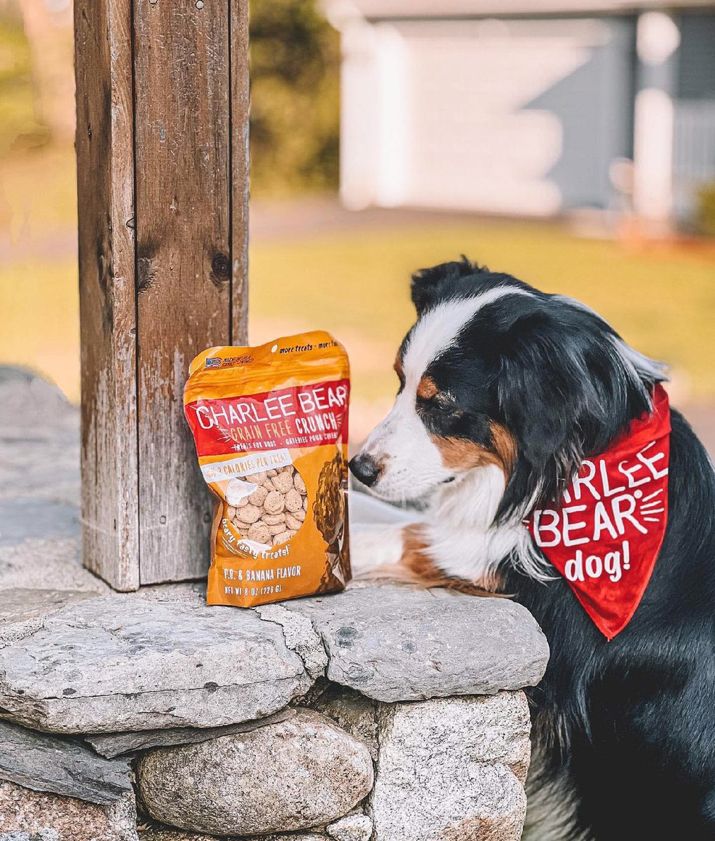 charleebeartrts's tweet photo. Eyes on the prize…🤩
📸: @wigglebuttdex
#aussiepup #aussie #shepherd https://t.co/6pivdWaVVS