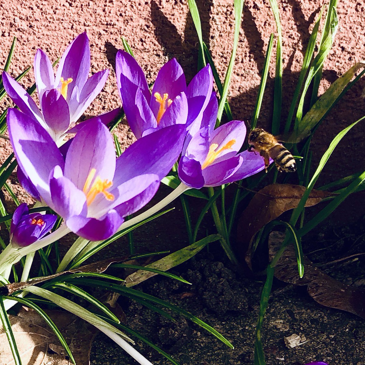 WolframBMeyer's tweet photo. Auf Winter folgt Frühling: Egal wie hart dein Winter war, auf den Winter folgt immer ein neuer Frühling❣️
"Winter isn't forever. Winter is always followed by spring." - Tony Robbins
🍀 ☀️ ❤️
#winter #Frühling #spring #hardwinter #langerWinter #TonyRobbins #coaching 💐 https://t.co/5B9oNWpu8N