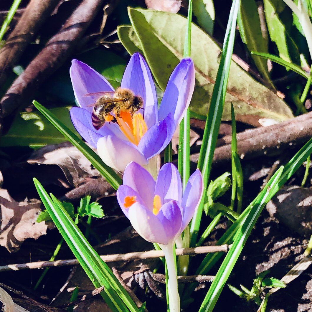 WolframBMeyer's tweet photo. Auf Winter folgt Frühling: Egal wie hart dein Winter war, auf den Winter folgt immer ein neuer Frühling❣️
"Winter isn't forever. Winter is always followed by spring." - Tony Robbins
🍀 ☀️ ❤️
#winter #Frühling #spring #hardwinter #langerWinter #TonyRobbins #coaching 💐 https://t.co/5B9oNWpu8N