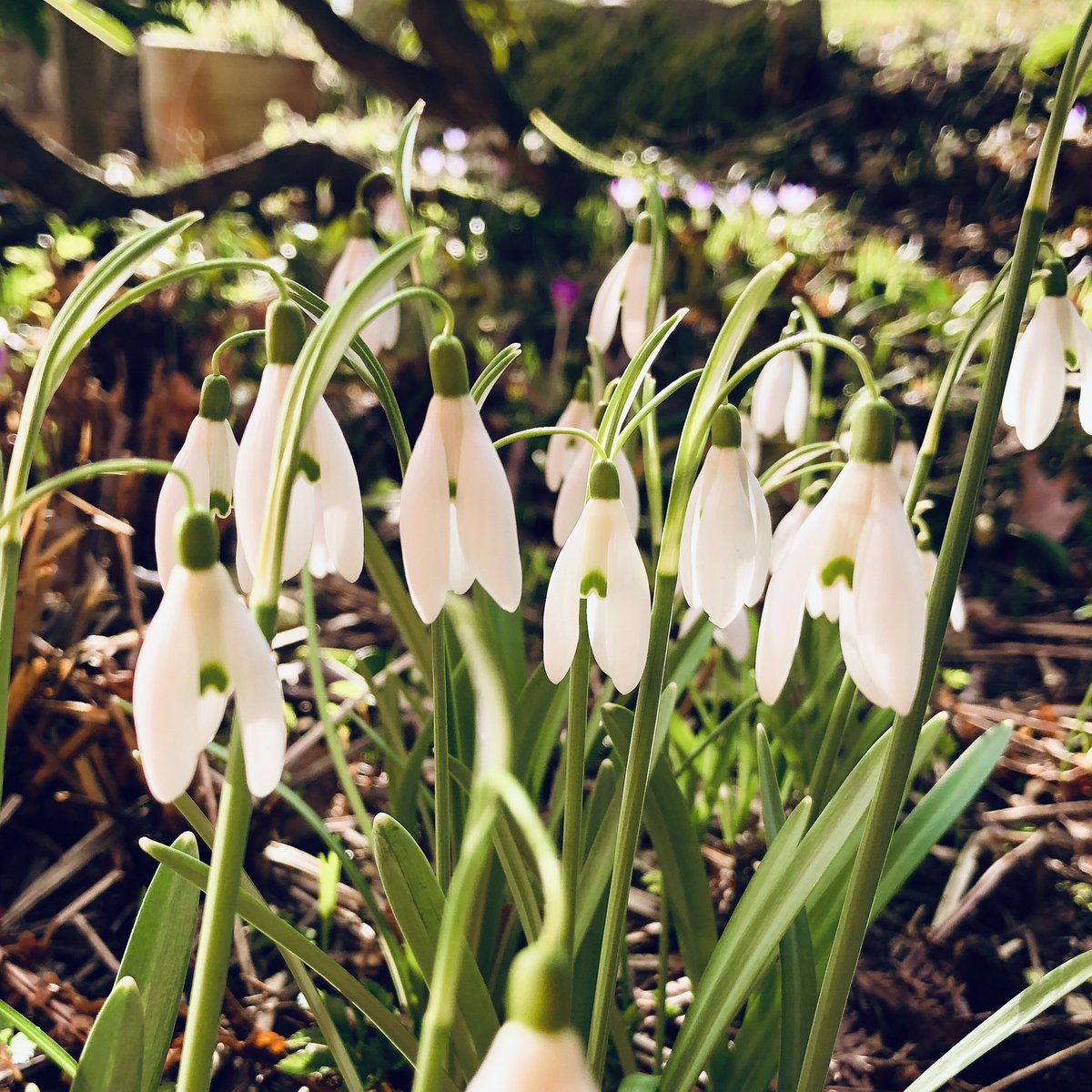 WolframBMeyer's tweet photo. Auf Winter folgt Frühling: Egal wie hart dein Winter war, auf den Winter folgt immer ein neuer Frühling❣️
"Winter isn't forever. Winter is always followed by spring." - Tony Robbins
🍀 ☀️ ❤️
#winter #Frühling #spring #hardwinter #langerWinter #TonyRobbins #coaching 💐 https://t.co/5B9oNWpu8N