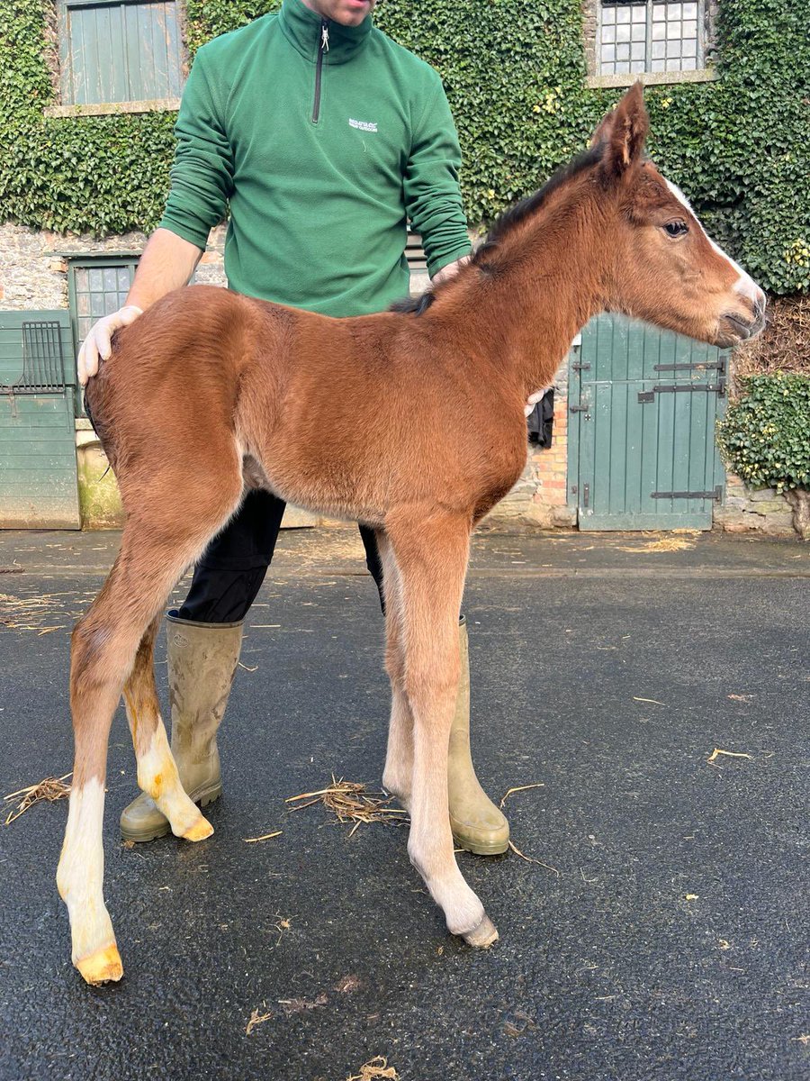 Filly by Extreme Choice out of Sweet Strike. Sweet Strike has had quite the world tour having foals in Kentucky, Australia, and now @NorelandsStud in Ireland. Happy to get another filly from a family that is starting to get pretty active. She will be bred to Paddington.
