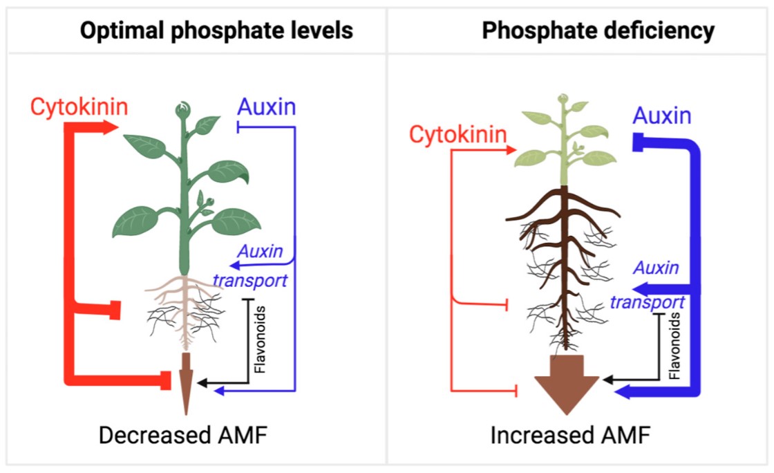 Plants_MDPI's tweet image. 🎉 Exciting news! Check out the highly viewed paper "Friends in Arms: Flavonoids and the Auxin/Cytokinin Balance in Terrestrialization".

🔗 mdpi.com/2223-7747/12/3…

#flavonoids #auxin #cytokinin #oxidativestress #antioxidants