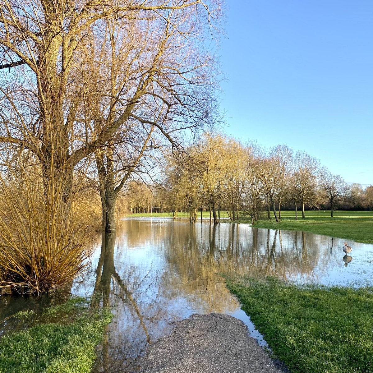 Didn’t know which path to take at the Teardrop Lakes yesterday, they were all underwater! @scenesfromMK @DestinationMK @mkfuturenow @MKCommunityHub @TheParksTrust @My_MiltonKeynes @ourmiltonkeynes