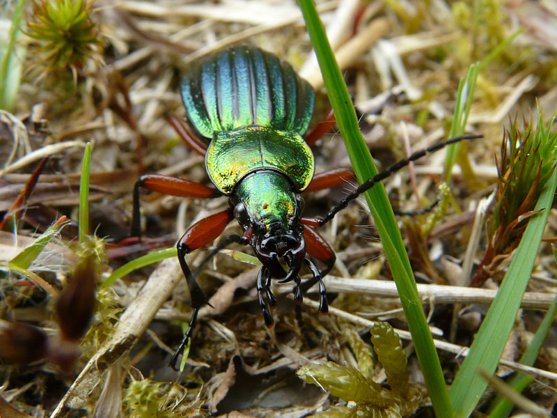 Opie insectes tweet media