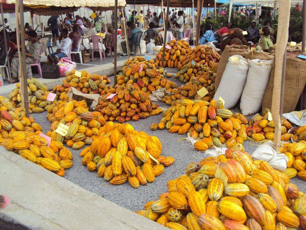 MimiMefoInfo's tweet image. The price of cocoa has risen to 3000 FCFA per kilogramme in Cameroon signifying a 9%  in just two days ow.ly/9lRc50QFboG

 #CocoaPrice #CameroonBusiness #CocoaFarming #CameroonEconomy #MarketTrends #BusinessUpdates