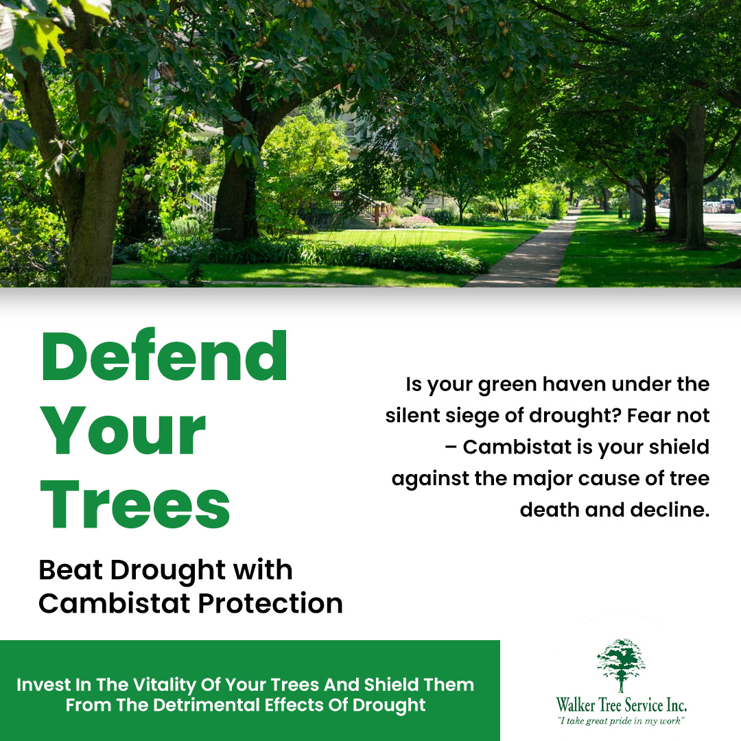 TreeWalker's tweet image. 🌱💪 Don&apos;t let your valuable trees succumb to adverse conditions and ailments! Cambistat plays a crucial role in enhancing your trees&apos; resilience 🌱Choose Cambistat, and ensure their long-lasting vitality. 🌳💚
#WalkerTreeService #CambistatBenefits #TreeService  #Experienced