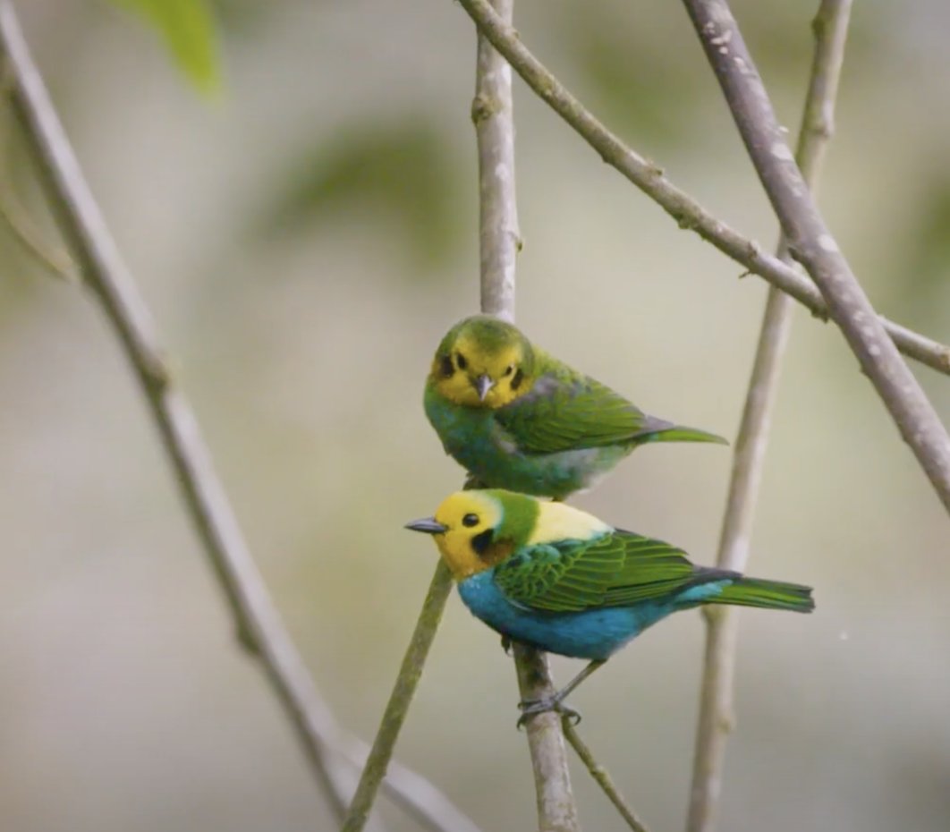 Gregg Bleakney (@greggbleakney) on Twitter photo Falling head over heels for Colombia's colorful tanagers 🇨🇴 Discover these beauties, learn their names, and immerse yourself in the footage collected during <a href="/TheBirdersShow/">The Birders Show</a>'s travels in Colombia over the past three years.
Watch the full vid here 👉🏼 hubs.ly/Q02lpKvF0 Falling head over heels for Colombia's colorful tanagers 🇨🇴 Discover these beauties, learn their names, and immerse yourself in the footage collected during <a href="/TheBirdersShow/">The Birders Show</a>'s travels in Colombia over the past three years.
Watch the full vid here 👉🏼 hubs.ly/Q02lpKvF0