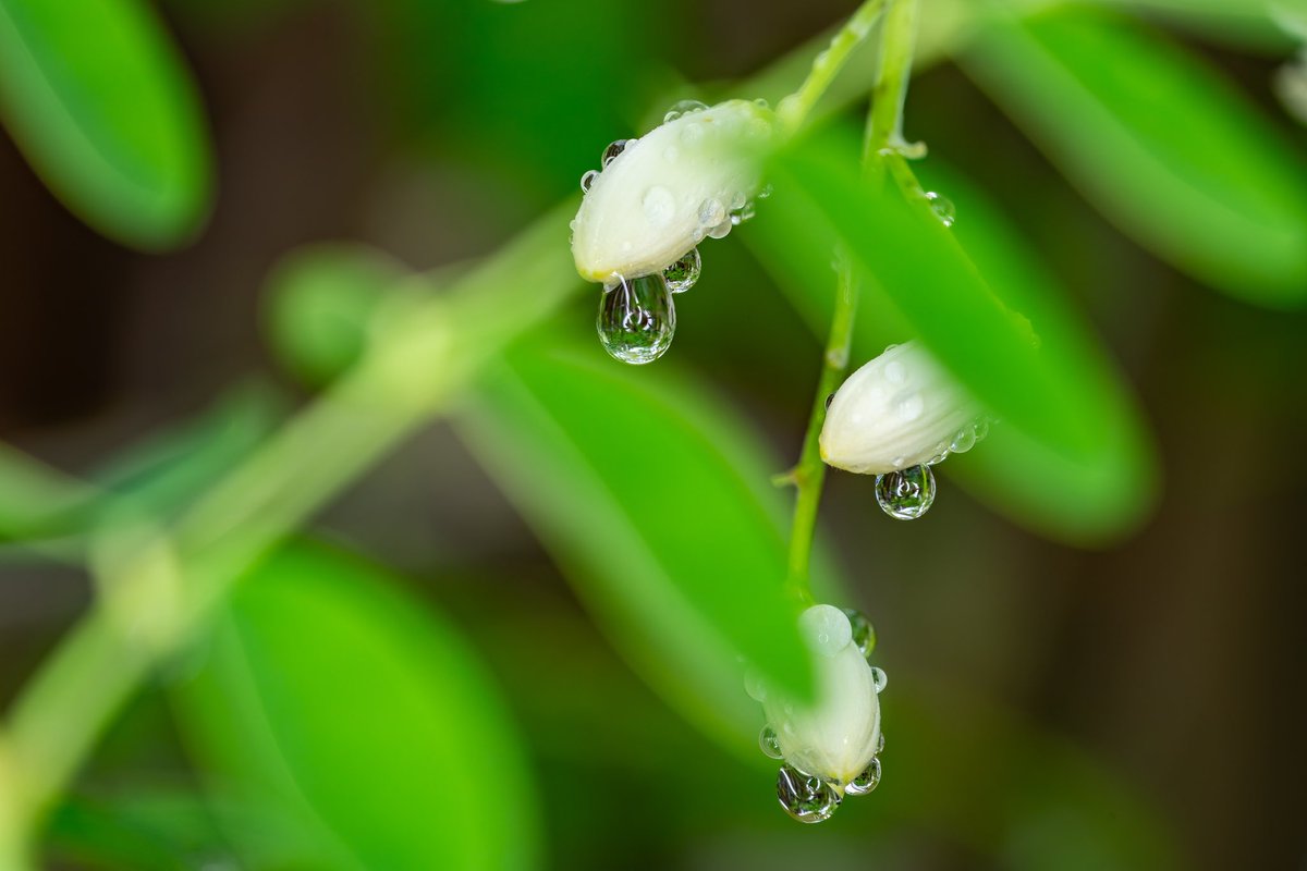 🟢Collected beautiful Moringa Buds
⚪️Photographer <a href="/Sun2244199/">Sevki Lingo $ARCA</a> 

Love this beautiful art and I’m so glad to have this amazing shot in my collection from a talented artist☀️

objkt.com/tokens/KT1JfNQ…‌‌

#objktcom #objkt #photo #nftphotography #NFTs