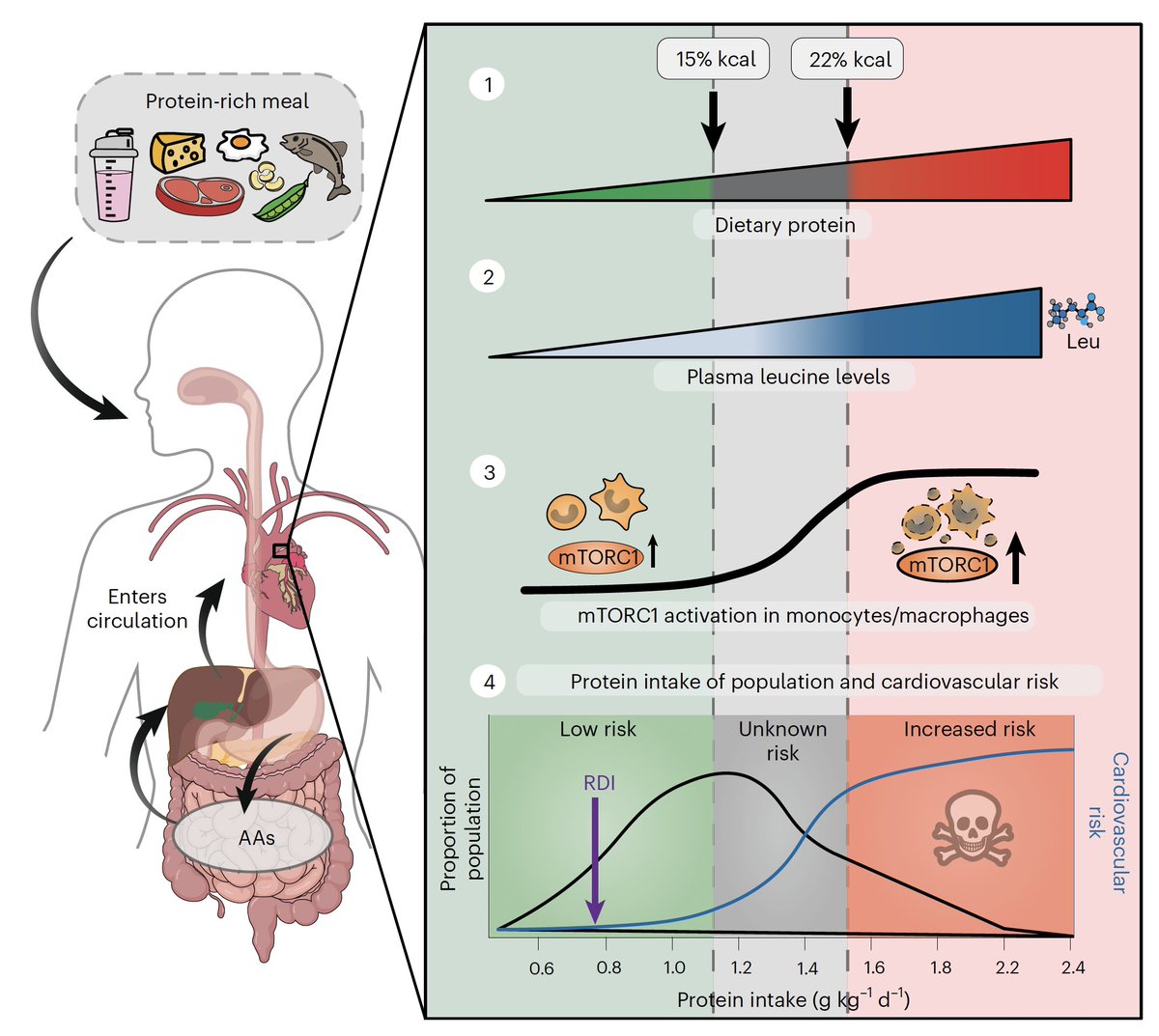 Eric Topol (@erictopol) on Twitter photo Too much protein in the diet may carry a risk of heart disease secondary to leucine's effect. An important report considering recent advocacy for very high-protein diets. <a href="/NatMetabolism/">Nature Metabolism</a> <a href="/RazaniLab/">Babak Razani, MD, PhD Laboratory</a>
nature.com/articles/s4225… Too much protein in the diet may carry a risk of heart disease secondary to leucine's effect. An important report considering recent advocacy for very high-protein diets. <a href="/NatMetabolism/">Nature Metabolism</a> <a href="/RazaniLab/">Babak Razani, MD, PhD Laboratory</a>
nature.com/articles/s4225…