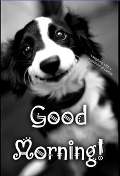 WelcomeDogPack's tweet photo. Good Morning!!!  #dogs #dogsarefamily #welcometothedogpack https://t.co/InOIcIE1T5