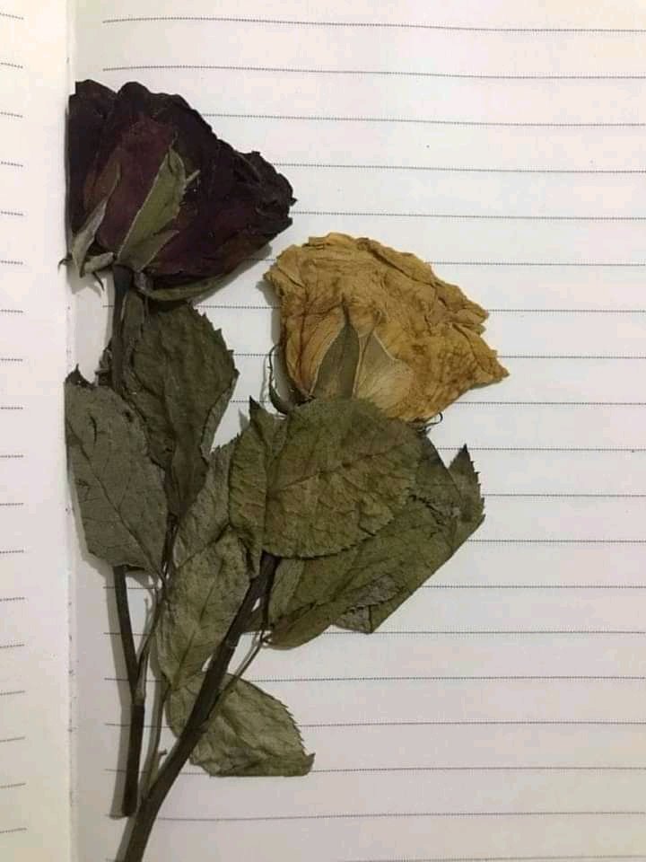 “Lagga kar kante ye na socho gulab ayenge
  Sawal jaise honge waise he jawab ayenge”