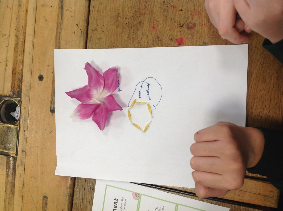 CrocClass's tweet image. Year 5 enjoyed dissecting tulips to identify the different parts involved in sexual reproduction in plants. We carefully detached each part while learning about their functions. We were able to use the vocabulary we had learnt to describe the process. @WillowsCE