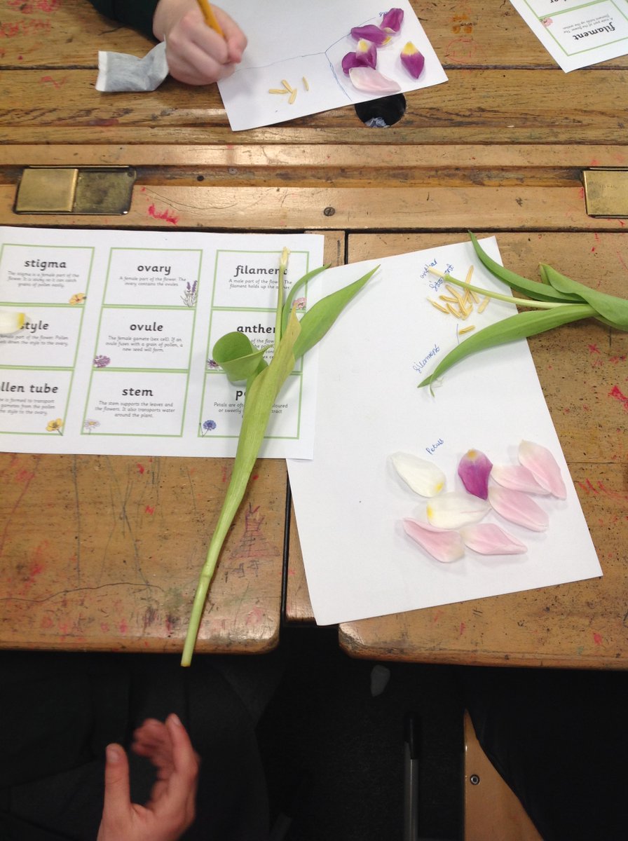 CrocClass's tweet image. Year 5 enjoyed dissecting tulips to identify the different parts involved in sexual reproduction in plants. We carefully detached each part while learning about their functions. We were able to use the vocabulary we had learnt to describe the process. @WillowsCE