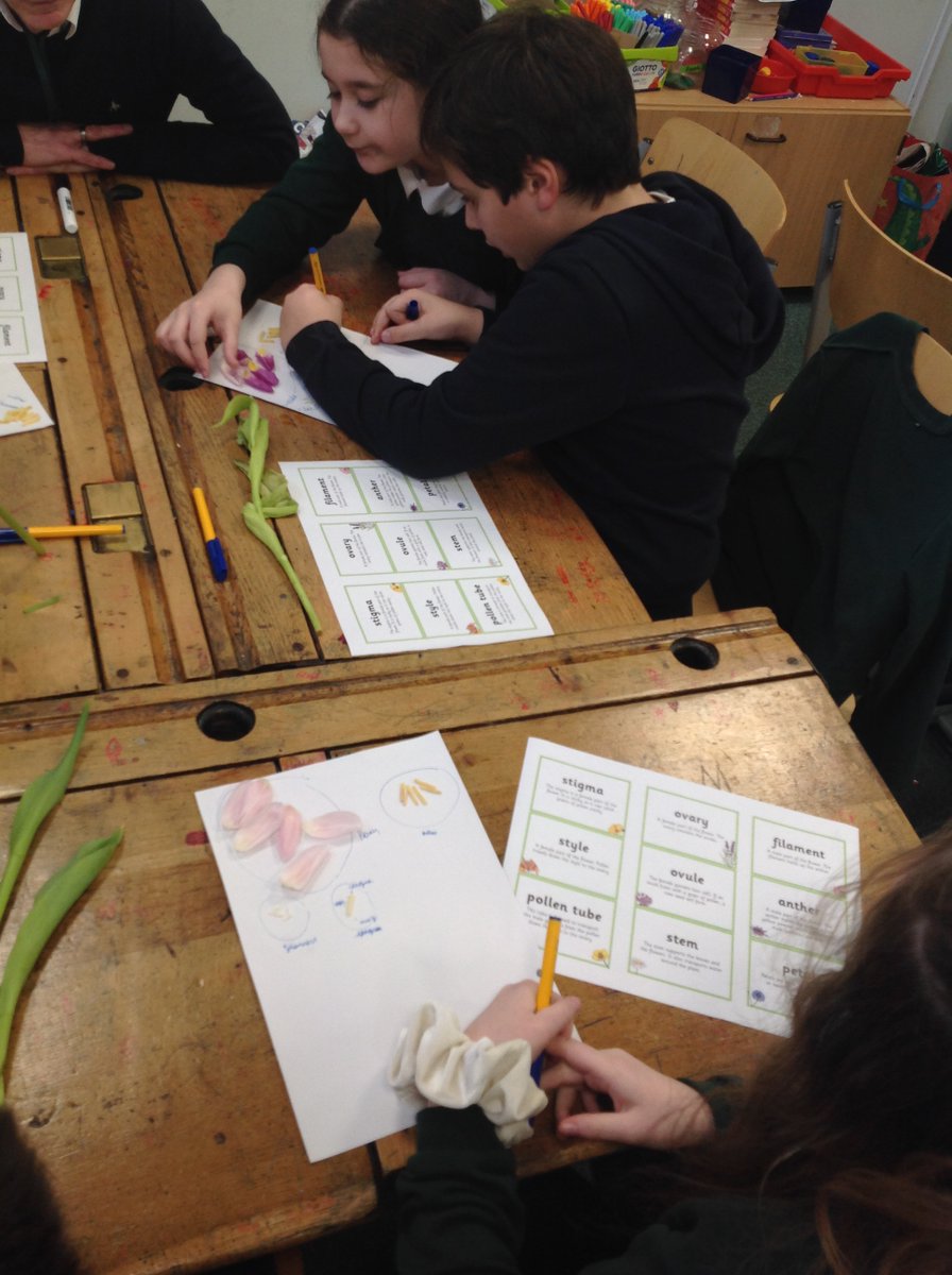 Crocodiles Class (@crocclass) on Twitter photo Year 5 enjoyed dissecting tulips to identify the different parts involved in sexual reproduction in plants. We carefully detached each part while learning about their functions. We were able to use the vocabulary we had learnt to describe the process. <a href="/WillowsCE/">Holy Trinity C of E Primary School</a> Year 5 enjoyed dissecting tulips to identify the different parts involved in sexual reproduction in plants. We carefully detached each part while learning about their functions. We were able to use the vocabulary we had learnt to describe the process. <a href="/WillowsCE/">Holy Trinity C of E Primary School</a>