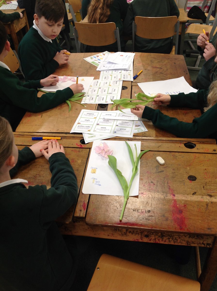 CrocClass's tweet image. Year 5 enjoyed dissecting tulips to identify the different parts involved in sexual reproduction in plants. We carefully detached each part while learning about their functions. We were able to use the vocabulary we had learnt to describe the process. @WillowsCE