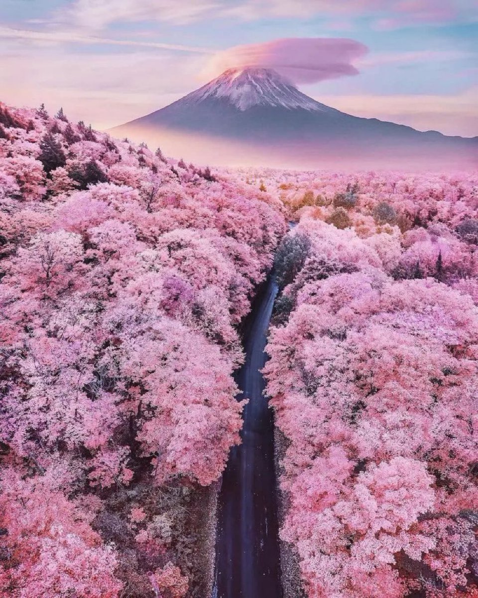 Cherry blooms, look at Mount Fuji, Japan.