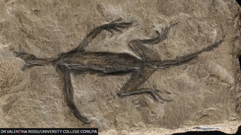 Could you spot a fake fossil? UV photography has shone a light on this fossil forgery unearthed in the 1930s - but was it all a con? bbc.co.uk/newsround/6831…