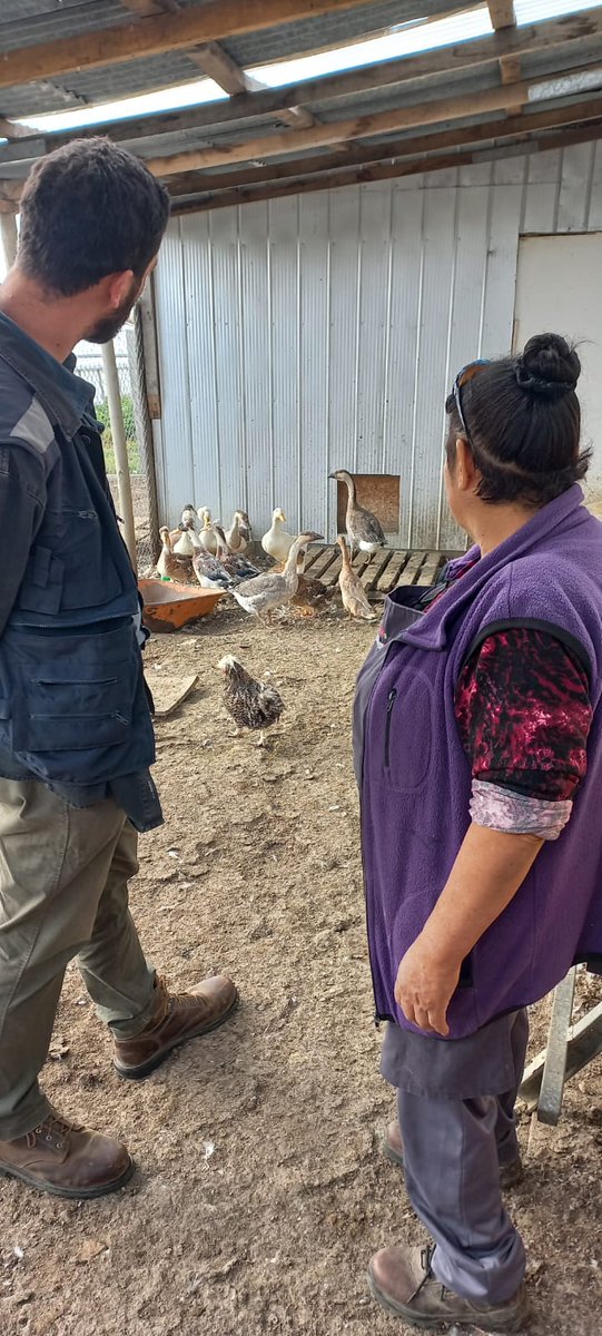 Una buena noticia para los productores avícolas de la región y, en especial, los usuarios de Indap: Ya se encuentra vigente el Seguro de Enfermedades Exóticas para Aves.  Requisito primordial es contar con Rol Único Pecuniario (RUP) otorgado por el Sag.