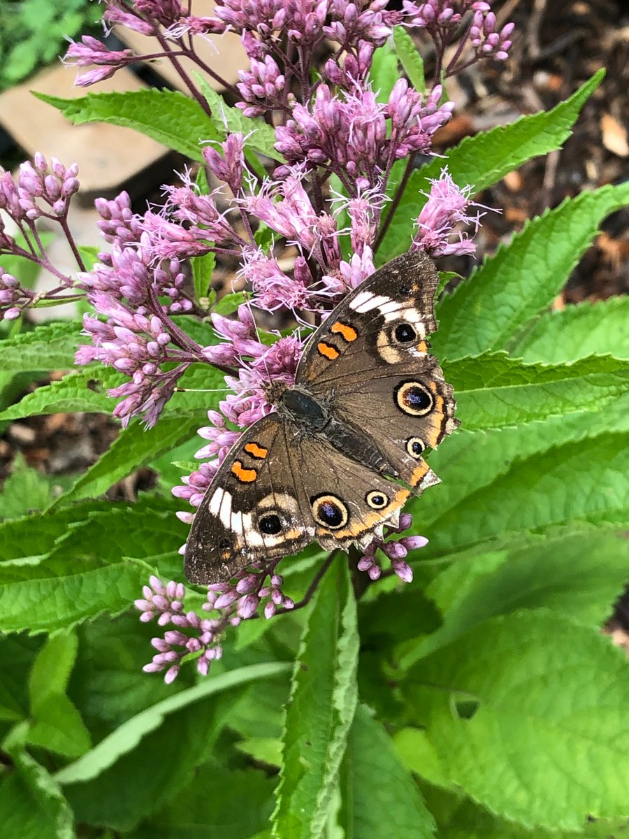 What memories of springs and summers past do you look forward to experiencing again? Butterflies are always flittering across my mind.
#butterflies #naturephotography #pollinators #mothernature #motherearth #mentalhealth #natureheals #naturehealsthesoul