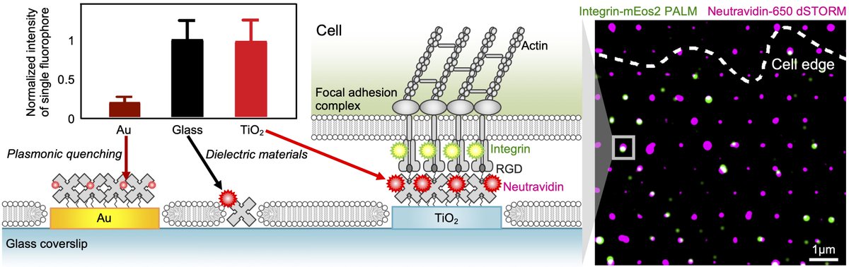 Exciting breakthrough! 🎉 Thrilled to announce the publication of our research on TiO2 Nanopatterning & Optimal Ligand Presentation in Adv Mater! @AdvSciNews @MBIsg 🧪🔬 #CellBiology #NanoEngineering
onlinelibrary.wiley.com/doi/10.1002/ad…