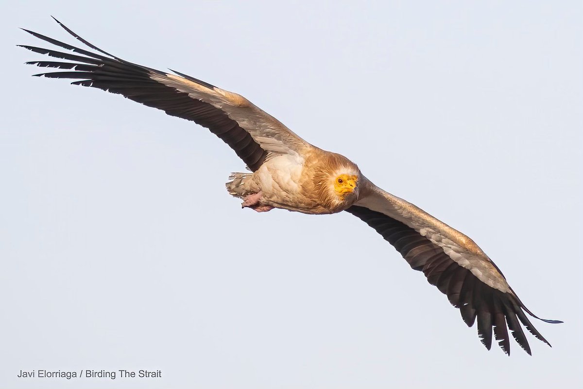Birding The Strait tweet media