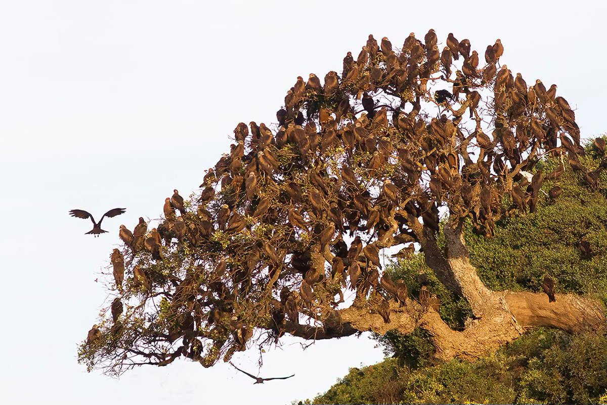 Birding The Strait tweet media