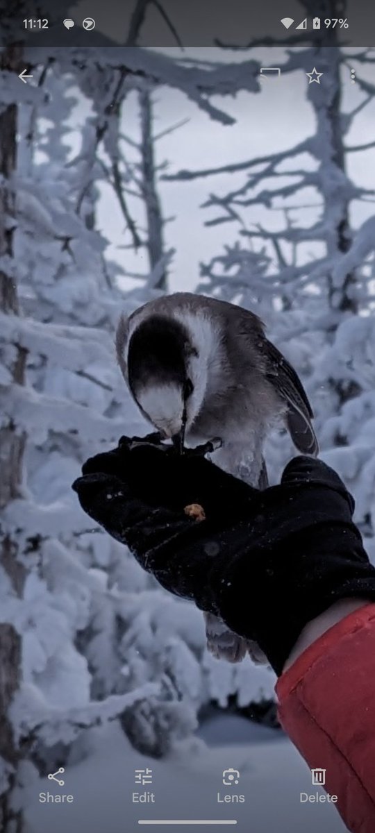 csdodge's tweet photo. @Alexsutto @USGS @RyanNorrisSci @perisoreus1 https://t.co/v6u279B9OA