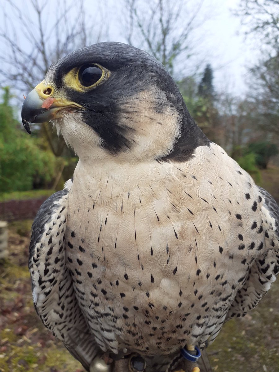 Scout the Peregrine Falcon saying bye to to yesterday’s guests at the gate <a href="/Kintailbop/">Kintail Birds of Prey Argyll Ltd</a> . #lochawe #lochawefalconry #argyllfalconry #falconrylochawe #peregrinefalcon #argyll