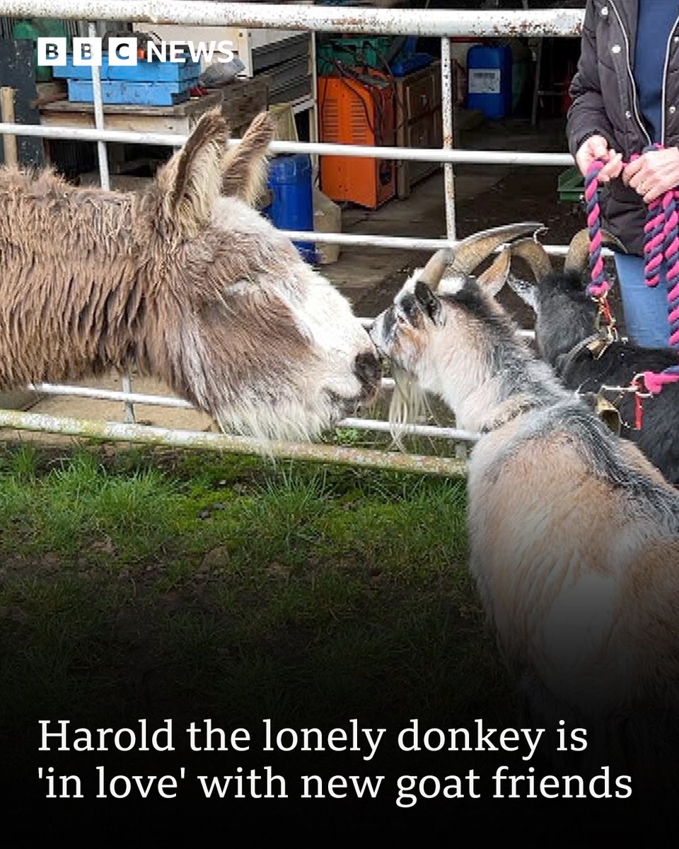 Harold isn't lonely anymore 😍 Fletcher and Sweepy's owner donated her beloved goats after she was diagnosed with a terminal illness and could no longer look after them. Watch the moment they all met here: bbc.in/3SELMF8