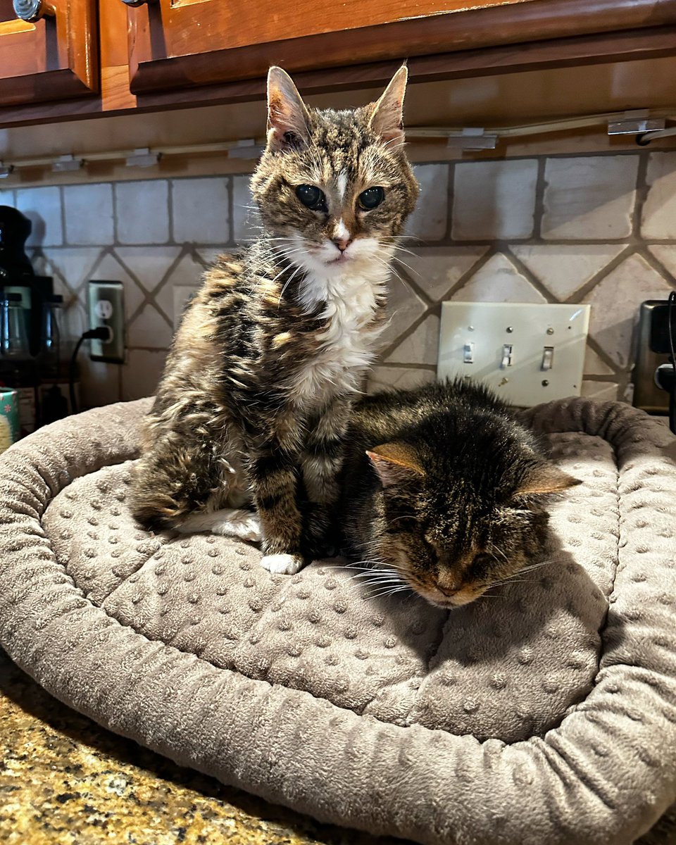 LuvPugFDN's tweet photo. #RescueRecap
These lovely ladies from TN were rescued 3 years ago.
Rachel was 15, missing an eye &amp; Miss Kitty was nearly 11.
Efforts to find adoptive families were unsuccessful &amp; the realization that they would live out the remainder of their lives with @luvpug became apparent https://t.co/6F9252cEjf