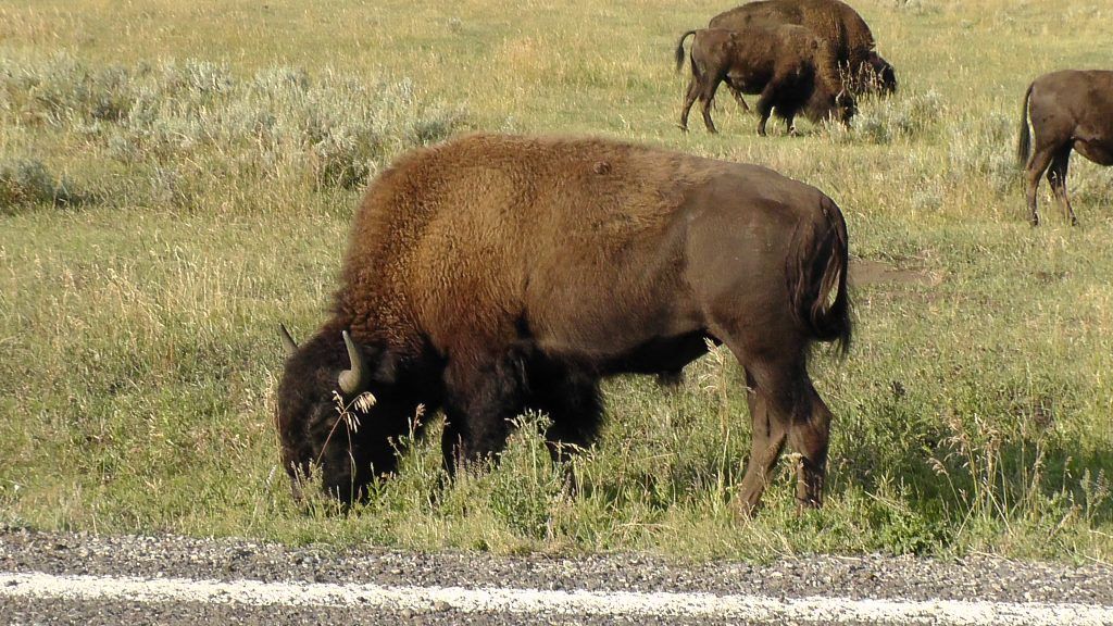 sheridanmedia's tweet image. Bison From Yellowstone National Park Transferred To Fort Peck Indian Reservation buff.ly/3V3wuNd