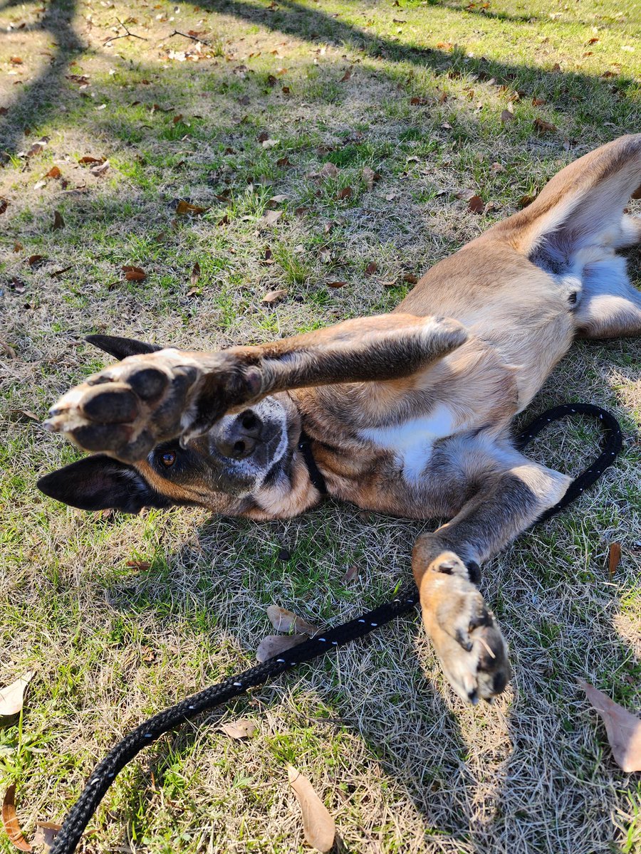 No flash paw-tography please! 🐾 This handsome guy is a 7.5 year old male Belgian Malinois looking for a family who can spend quality time with him. Rex walks great on a leash & is great with other dogs. ❤️ If you are interested in adopting Rex, head to eahs4pets.com/copy-of-adopta…