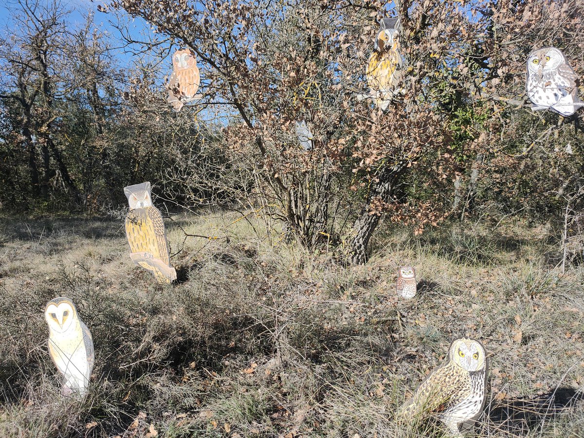 hevistunocellet's tweet photo. La família strigiforme ha sortit a fer un volt pel bosc!!!!
Aquests amics surten de vegades a fer tallers a escoles, cases de colònies, ...
Si voleu més info pregunteu a hevistunocellet@gmail.com
#mussols #strigiformes #owls #birds #ocells #birding #educacio #tallers https://t.co/z5ElkP2OCr