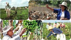 Los Comités de Defensa de la Revolución en #SanJoseDeLasLajas, aúnan su accionar a la Federación de Mujeres Cubanas, con el fin de incluir otras áreas ociosas circundantes en zonas pobladas, para contribuir al auto abastecimiento alimentario desde cada Consejo Popular.
