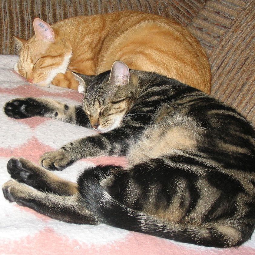 Churchill County Library tweet media