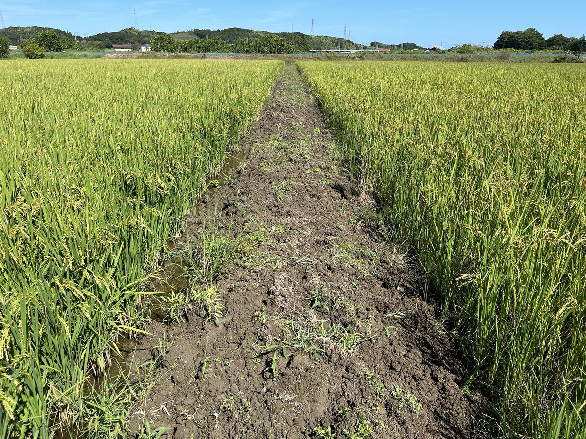 Japanese farms are seriously affected by wild boars because of their near to mountains. 🐗 Rarely, however, they do a good job. They walk around the perimeter of the field and keep the weeds under control.😅