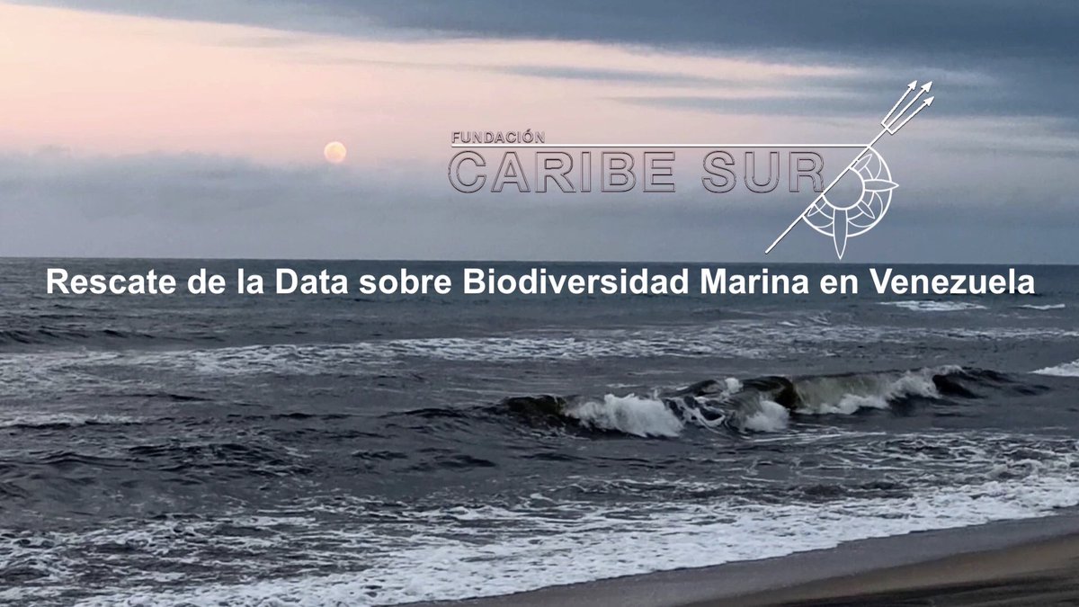 CaribeSurOrg's tweet photo. Conoce más sobre el Proyecto #CaribeSur de Rescate de los datos sobre Biodiversidad Marina en Venezuela, que reunió a investigadores y estudiantes de ciencias del mar que rescataron 42K+ registros de #biodiversidad datos que son de acceso libre y gratuito

https://t.co/5d3Clvs3xg https://t.co/AChkrpDFpK