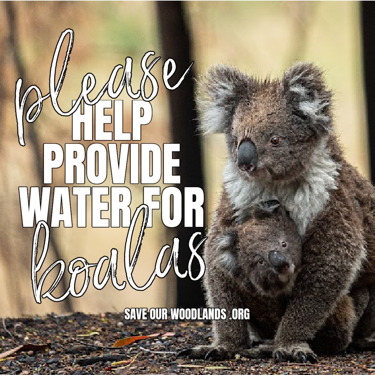 save_our_woods's tweet photo. #Koalas are #endangered in #NSW #Australia &amp; we need your help to protect those who remain in wildlife preservation areas controlled by #sowl.  In tree watering stations help other wildlife too...

https://t.co/maYpUrAo6M

@Marie_Bennett @MeetYourMeatNo1 @KateDrummond_  #aussie https://t.co/96TCUrkfKw